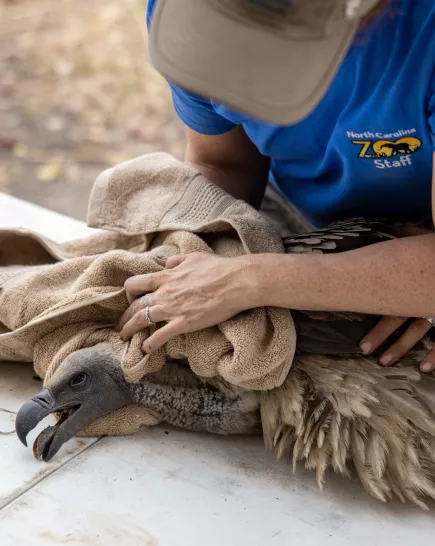 Tanzania Vulture Conservation