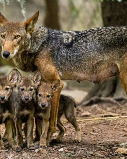 red-wolf-and-pups
