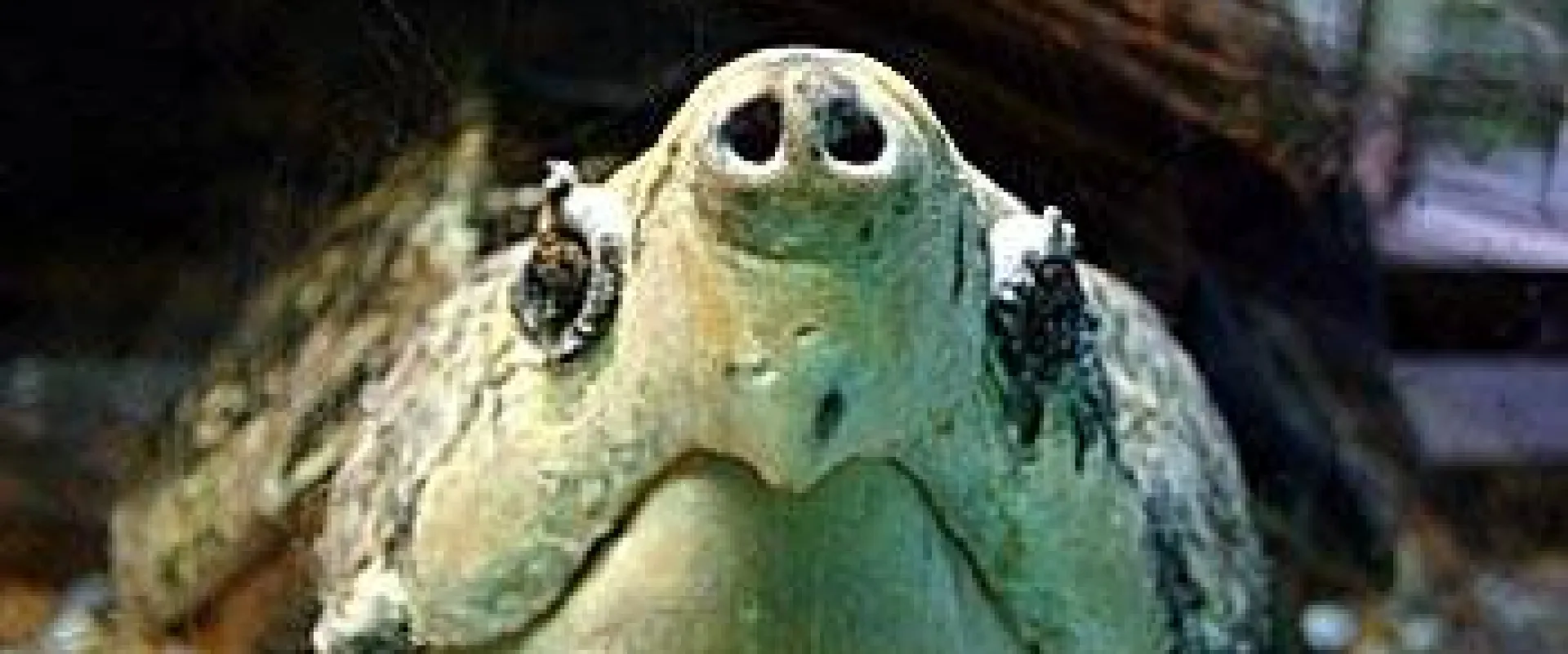 A close-up of an alligator snapping turtle, showing its mottled brown and green shell, powerful jaws, and long pointed nose.