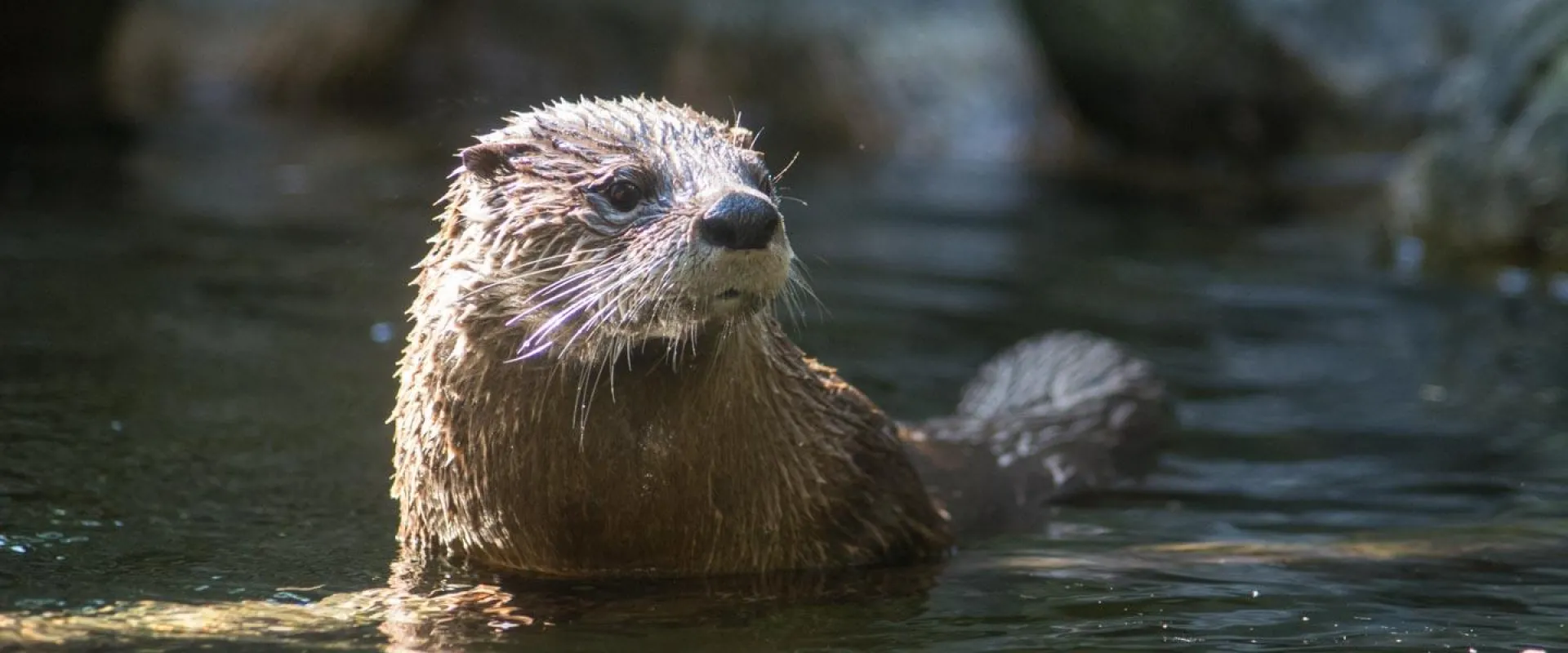 A scruffy, brown North American River Otter poking its brown, rodent looking head and shoulders out of water.