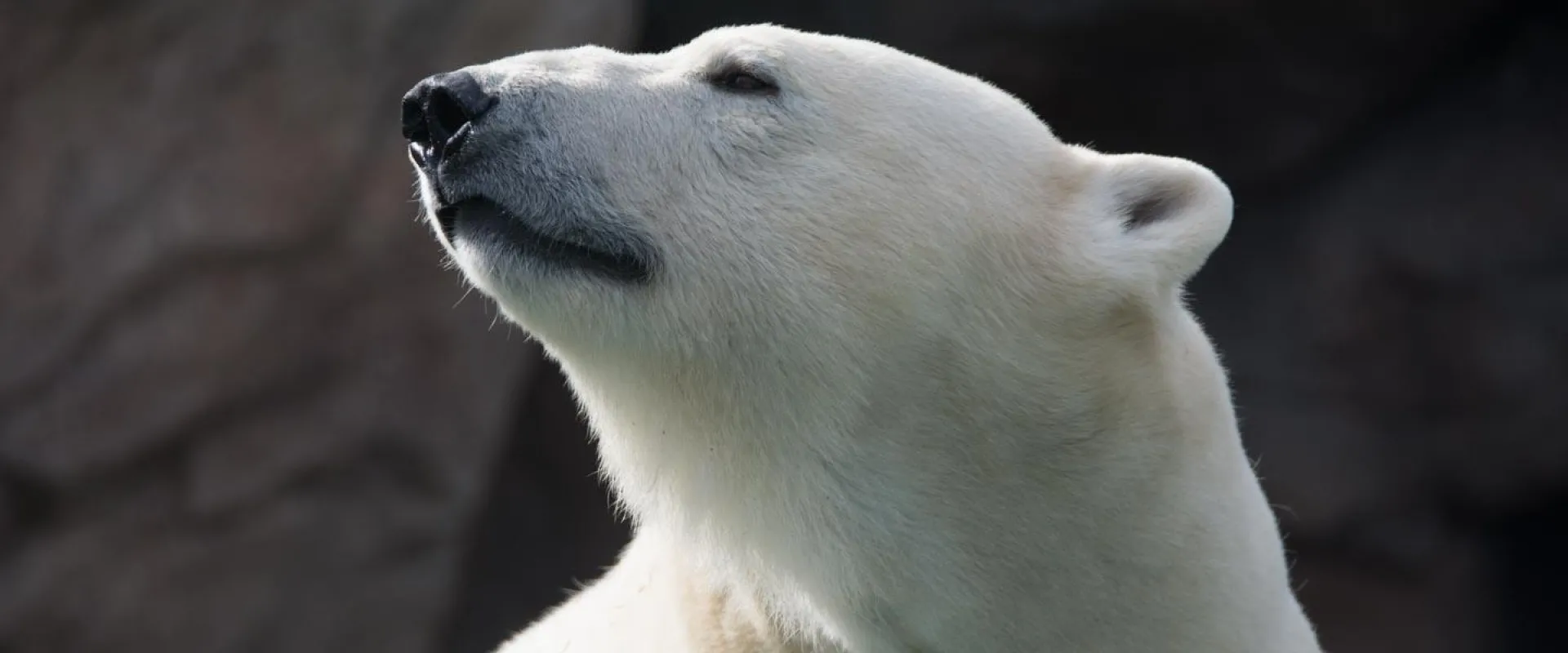 Climate in Crisis: How Polar Bears Helped Me 