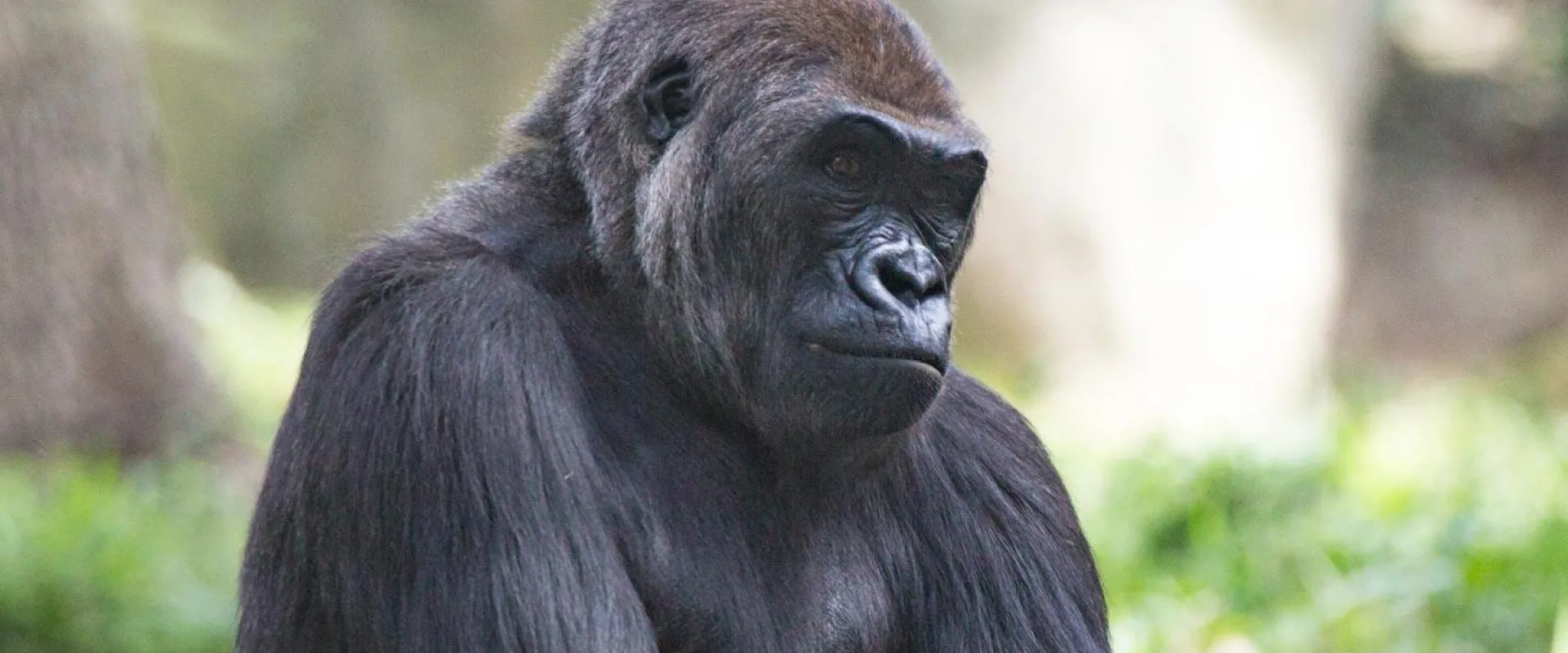 Zoo Research: Let’s be the Greatest Apes we can be!