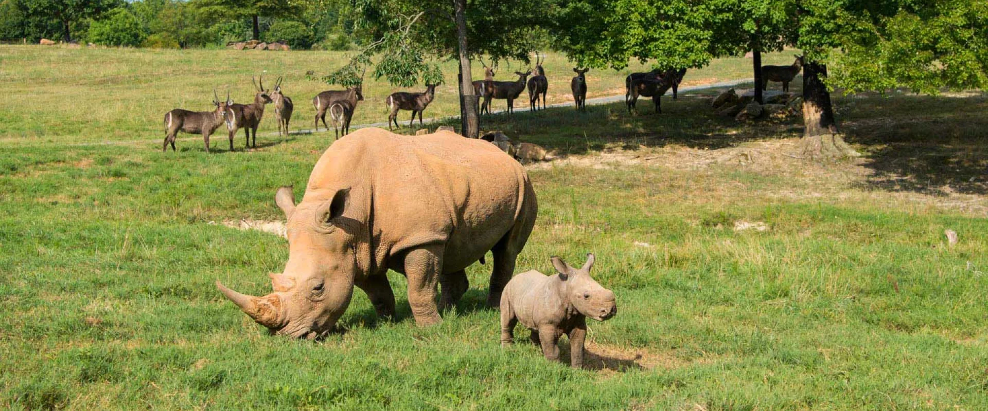 Rhinos: A Second Chance in Asheboro