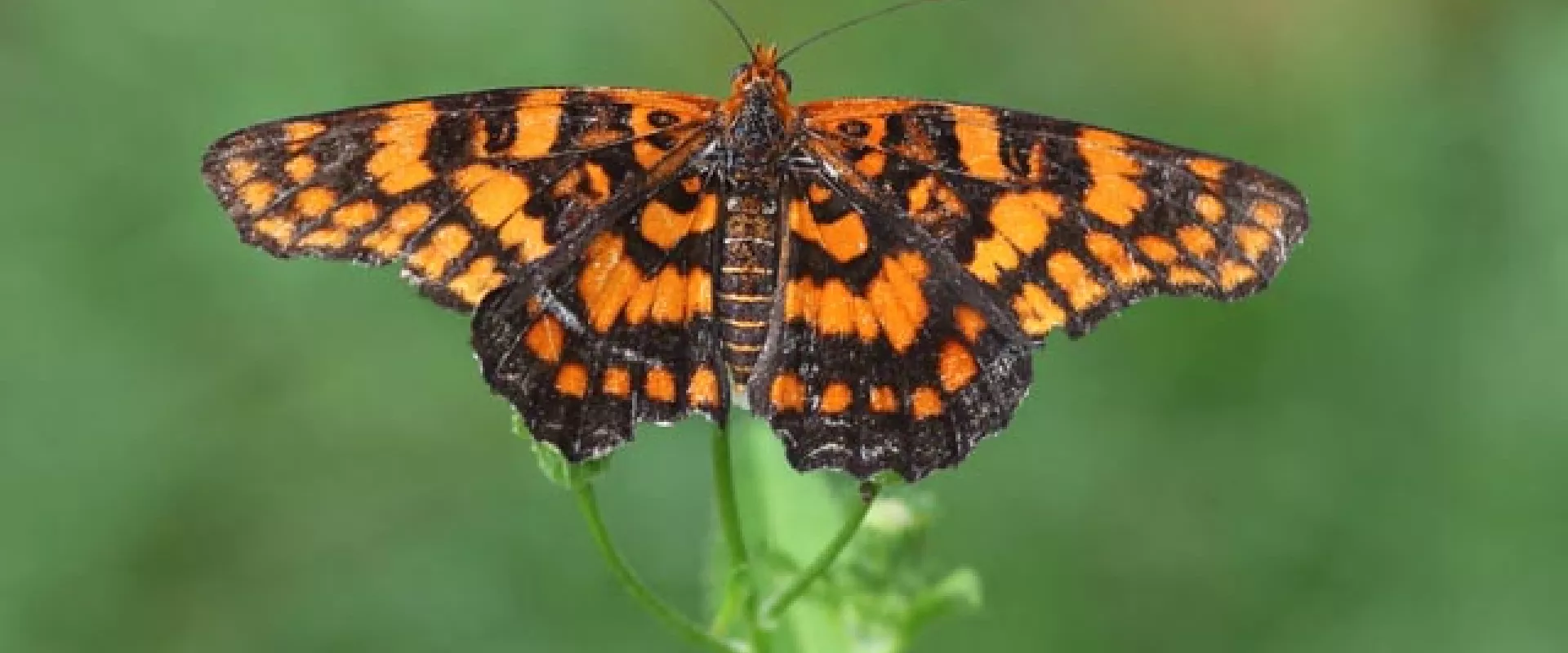 A butterfly displaying vibrant black and orange wing patterns perched delicately on a flower.