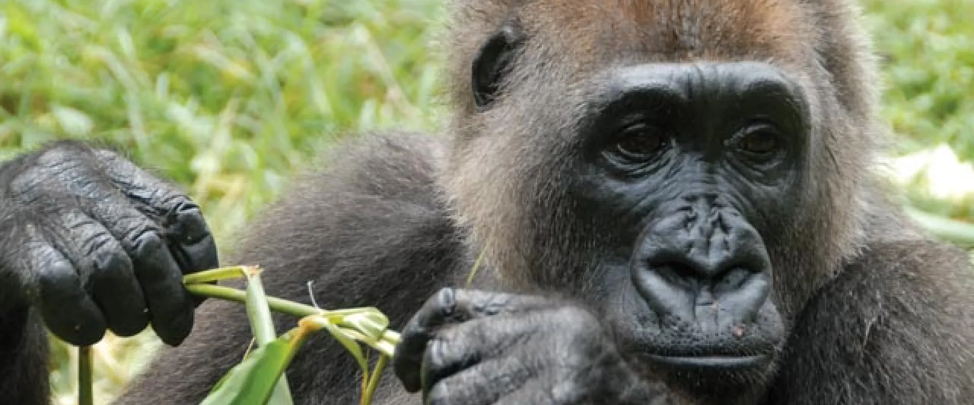 The World's Rarest Gorilla