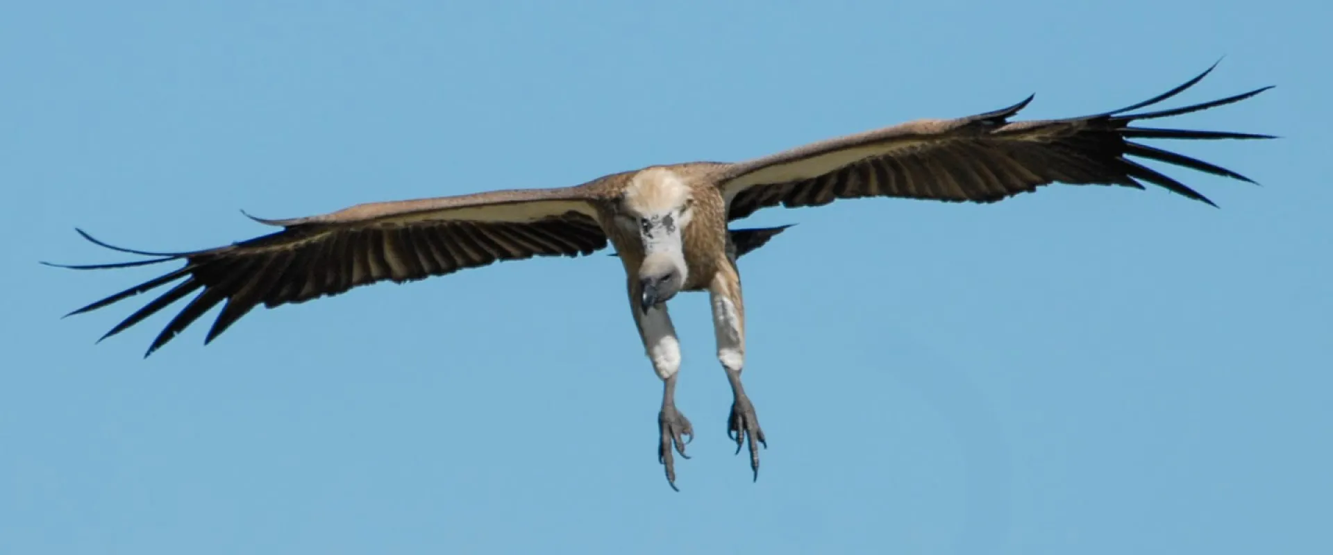 Whitebacked vulture in flight with its wings widespread and legs hanging down as it swoops toward the camera.