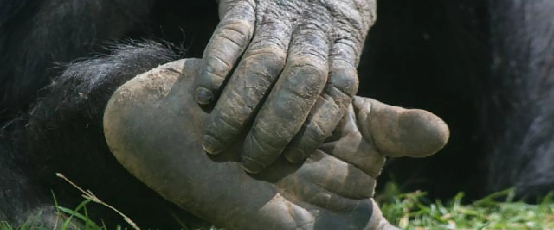 Close up of ape hands and feet as the ape holds its foot against a bed of bright green grass.
