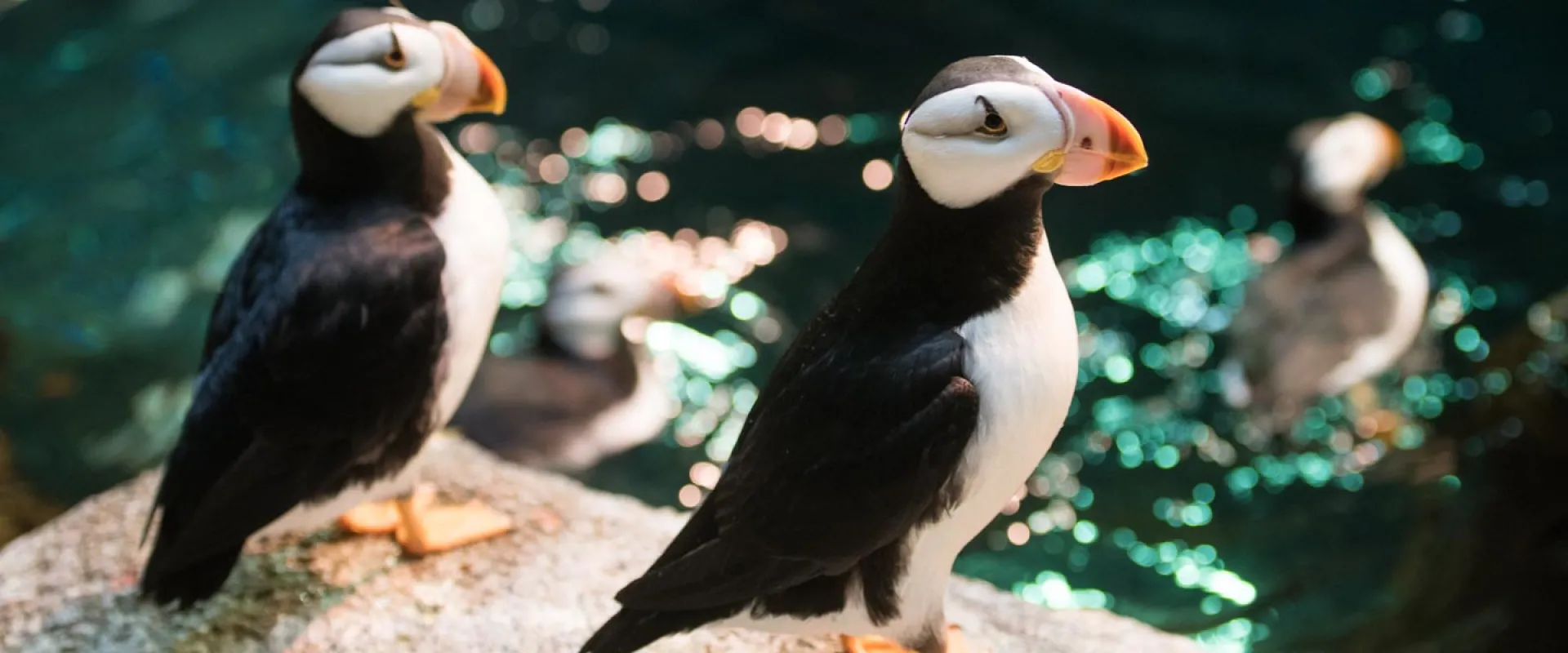 Two horned puffins pose on a rock while two more paddle serenely in a sparkling pool at Rocky Coast.