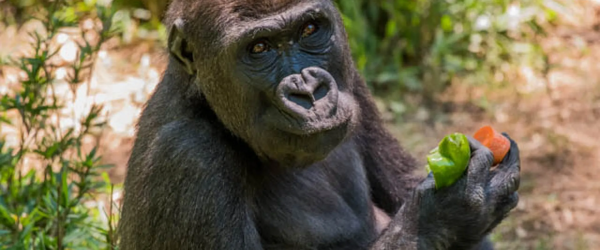 A smaller Gorilla sitting on the ground amongst shrubs and grass, eating some fruit.