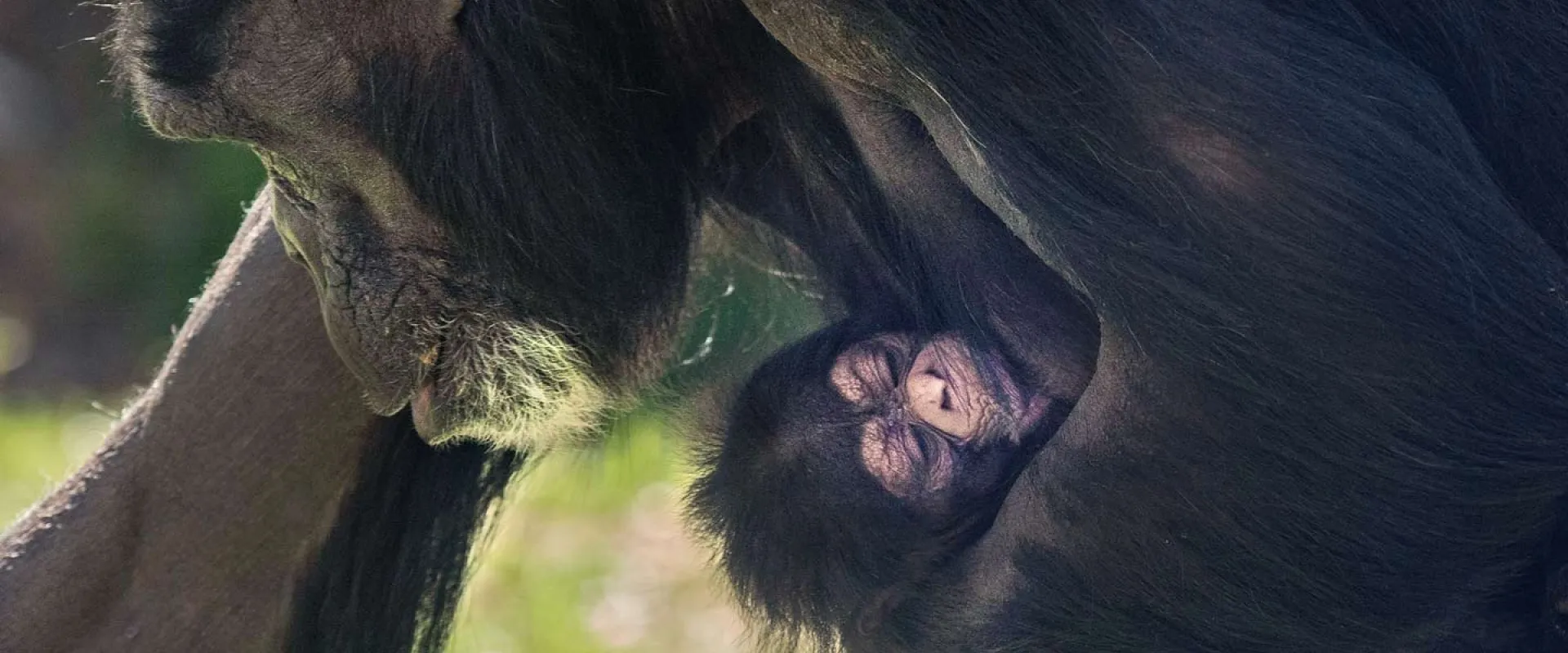 A close up profile view of Chimpanzee mother Gerre carrying newborn baby at North Carolina Zoo.