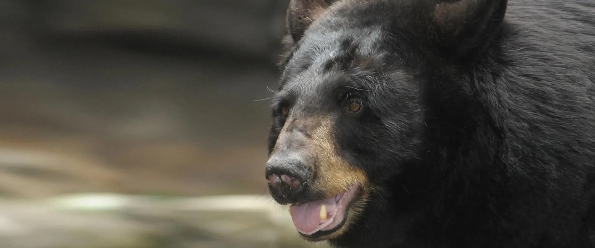 A close-up profile of a North American black bear (Ursus americanus) reveals its thick black fur, rounded ears, and a light brown muzzle with its mouth slightly open, showing its teeth and pink tongue. The background is grey and brown and softly blurred.