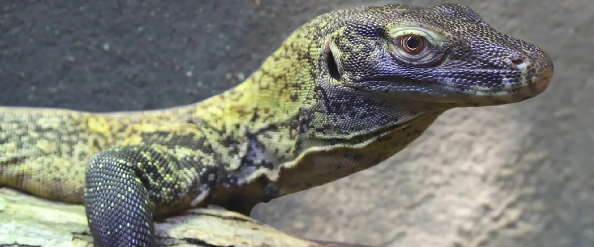 A Komodo dragon, a large monitor lizard with rough, mottled gray, black, and yellowish skin, rests its scaly body on a textured surface that appears to be a log or rock. The background is a blurred mix of gray and brown, suggesting a large rock.