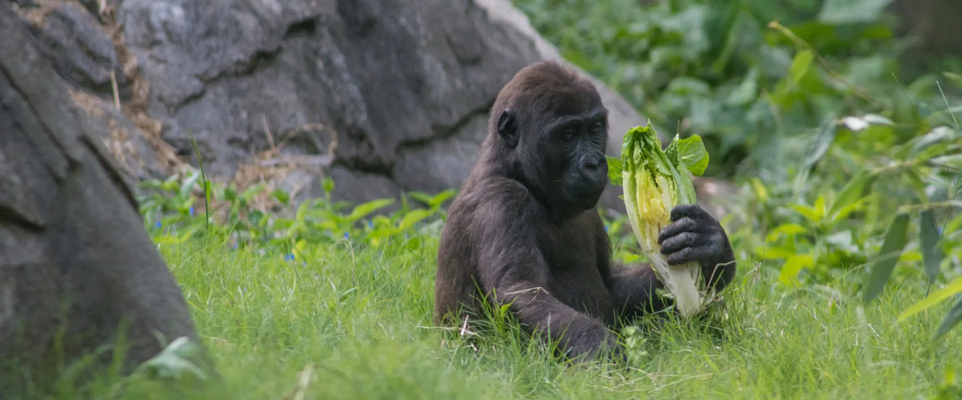 Zoo Research: A Gorilla Sized Challenge!