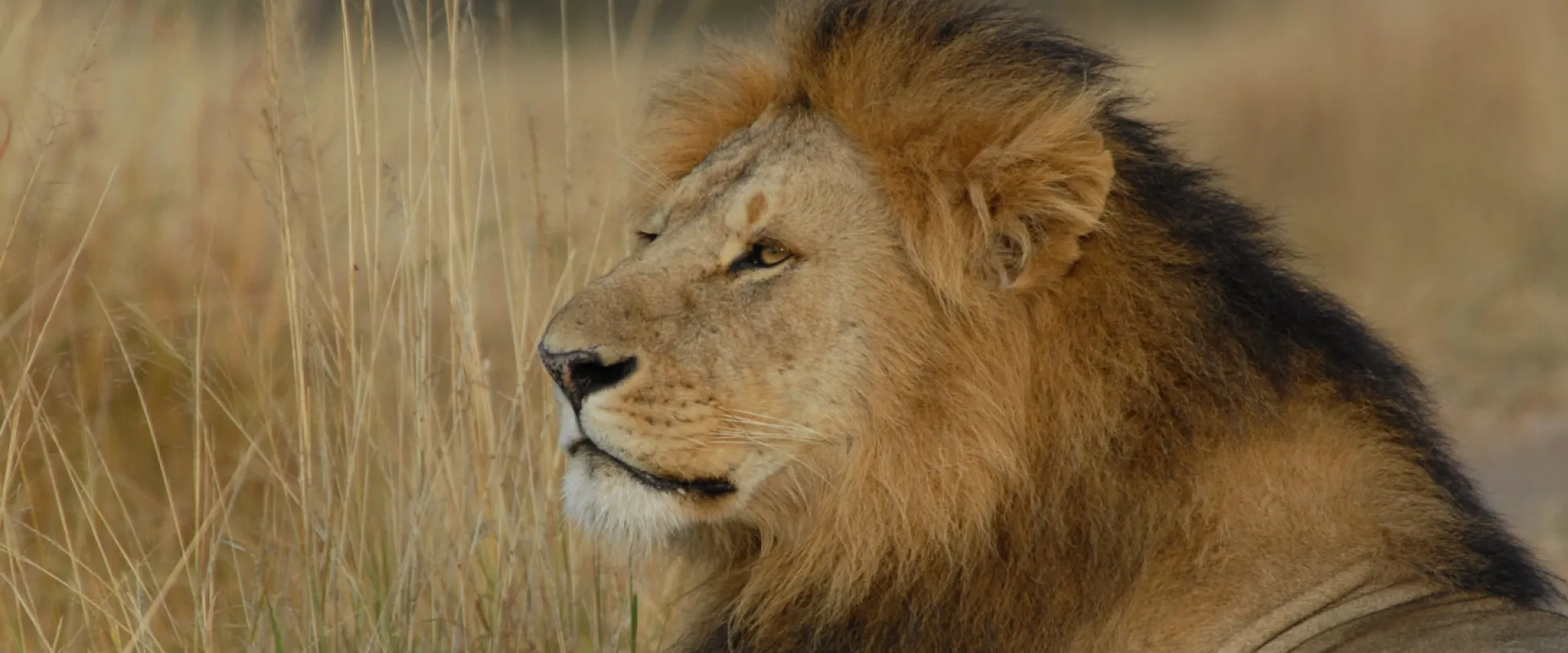 At the front lines: Implementing SMART to conserve carnivores across Africa