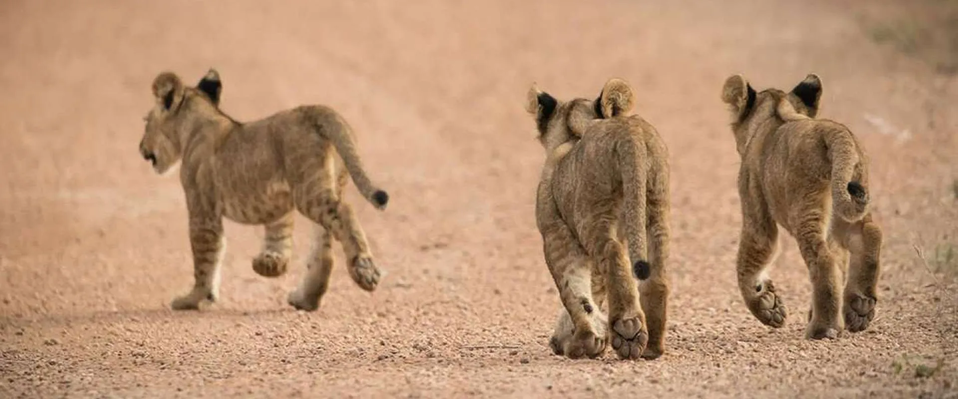 A tight shot of three small, light brown Lion cubs running away from the camera on what appears to be a dusty gravel road.