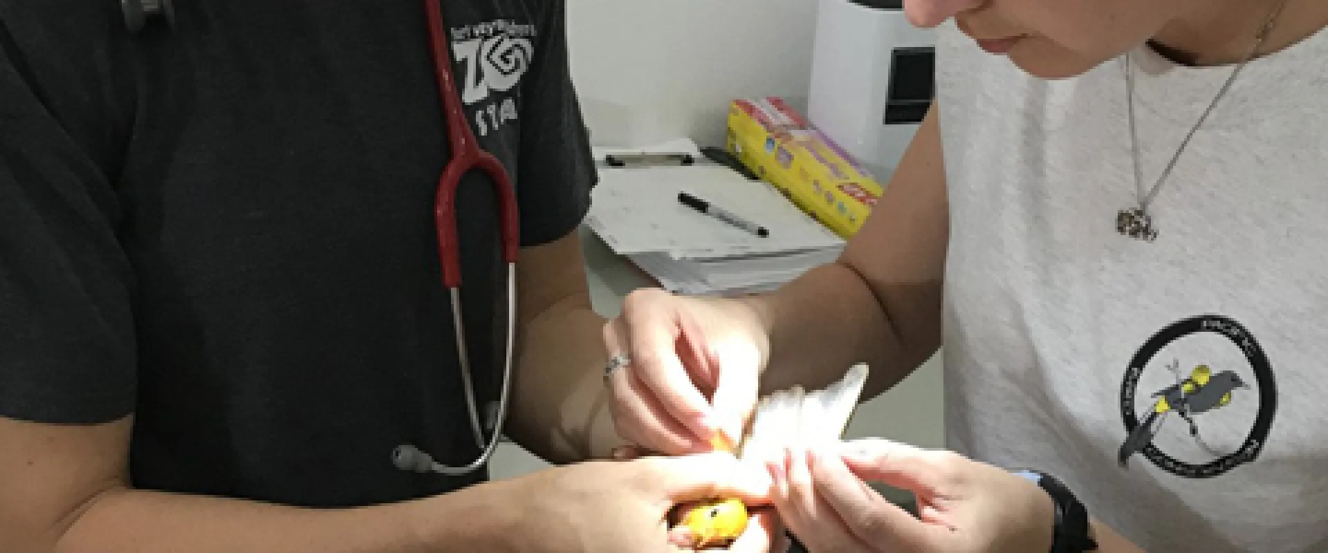Two light-skinned people are attending to a small yellow bird. One person, wearing a black shirt with a zoo logo and a stethoscope, is holding the bird. The other person, wearing a white shirt and a headlamp. The bird appears to be receiving care, possibly blood collection.