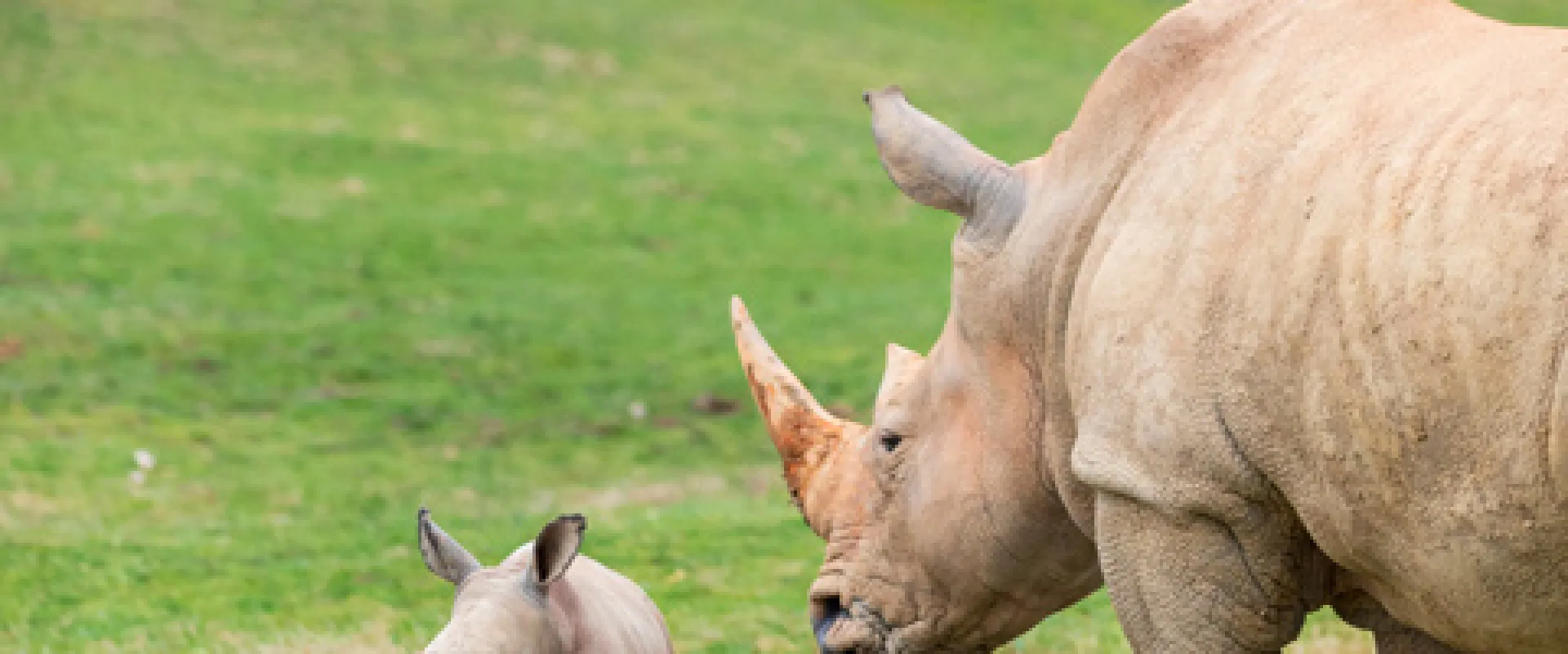 When Jojo Met Jojo: Hope for Rhinos