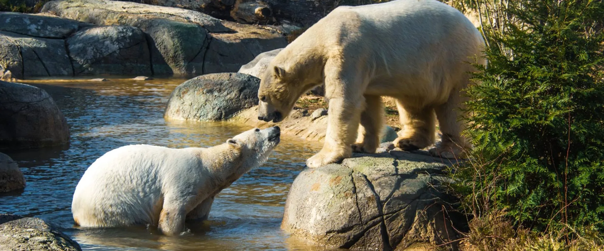 Polar Bear Relationship Status: It's Complicated 