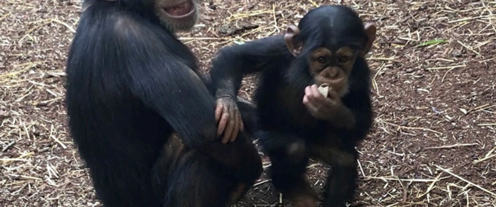 Our Youngest Chimps: Obi & Asha