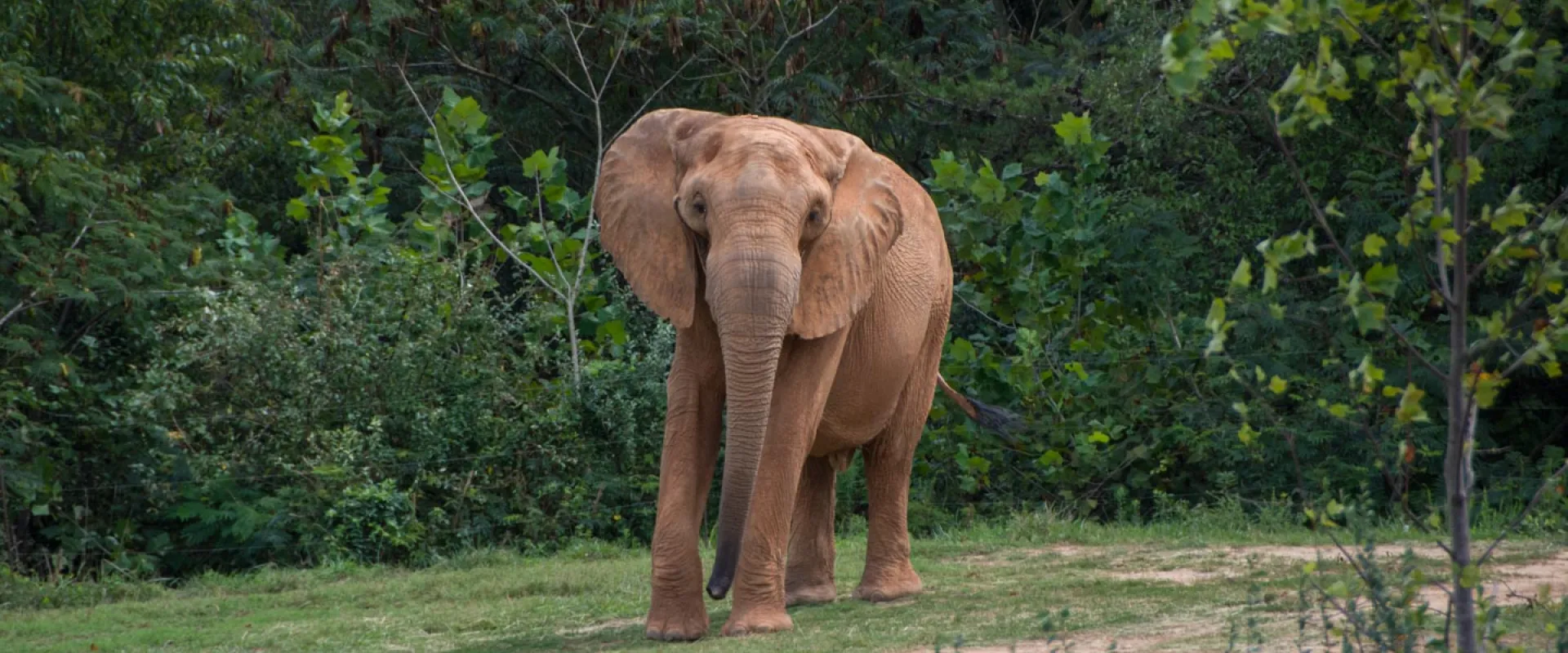 Elephant-Sized Pedicure