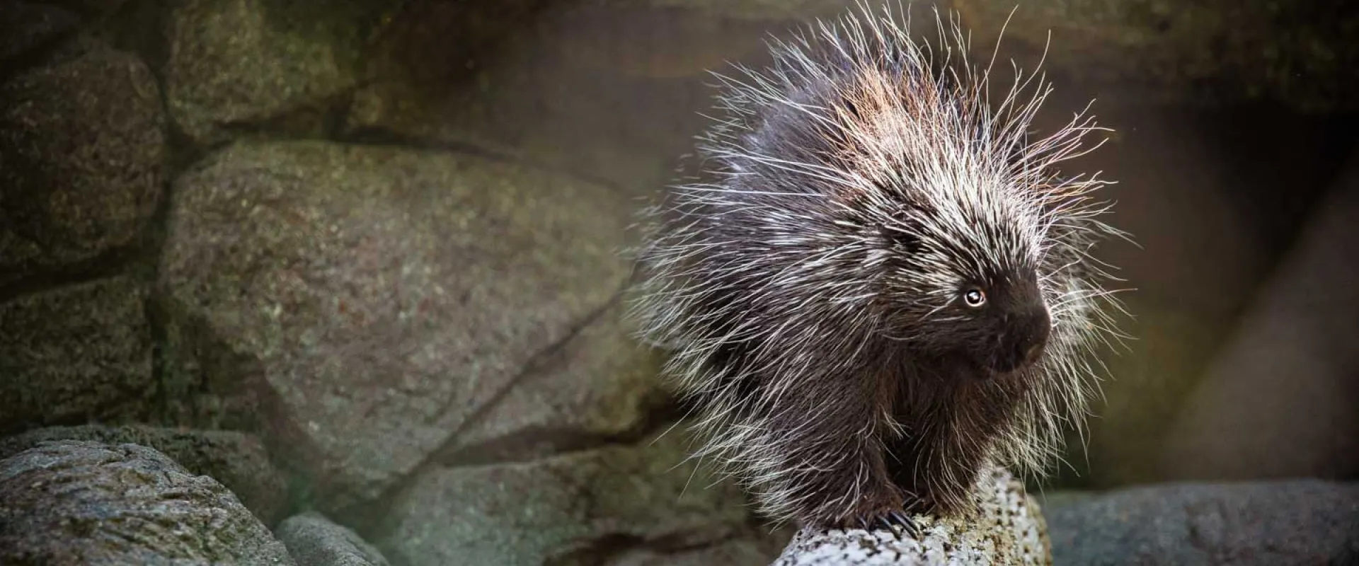 American Porcupine Rime, walks across a log with rocks stacked in the background. It has a black face and long grey and white quills all over its body.