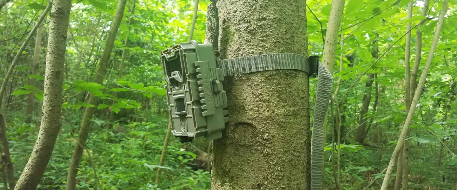 A square, green box containing a trail camera is strapped to a tree trunk in the midst of a dense forest.