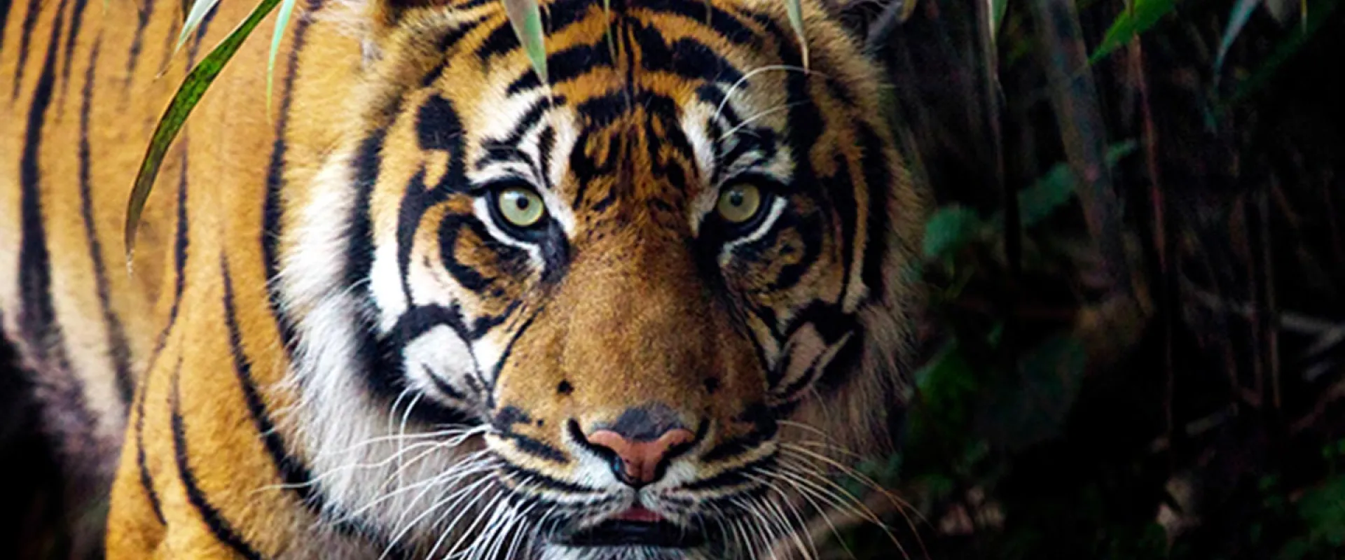 Staring right into the majestic face of a Tiger, with its piercing green eyes and distinctive orange fur with black stripes. There are tufts of white fur around its jowls and ears and it is standing in a lush, tropical forest.