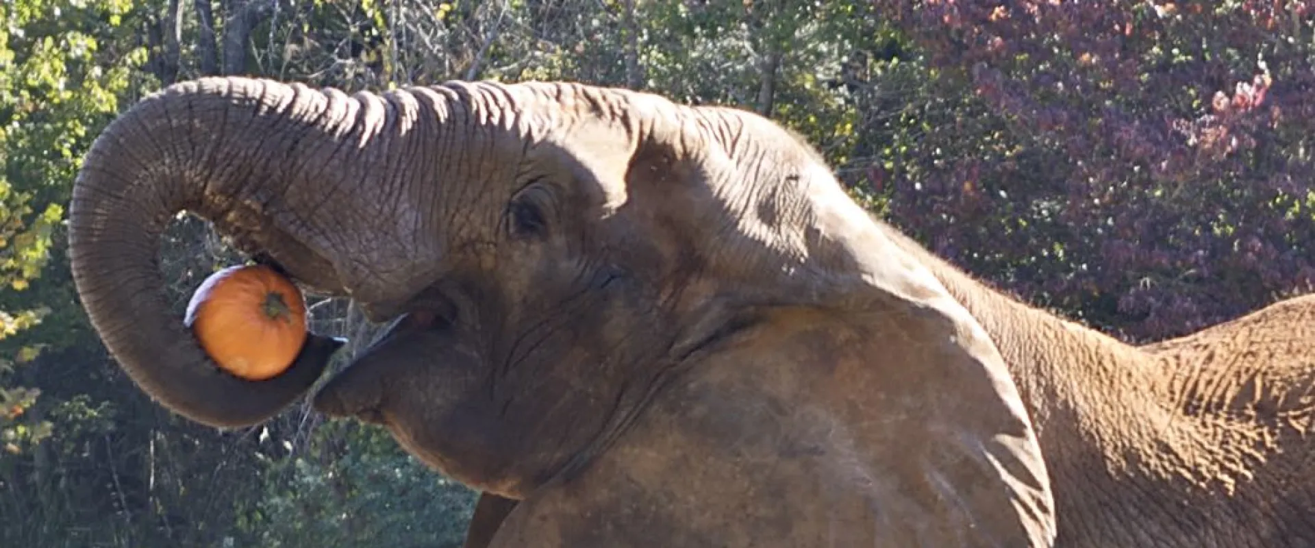 A profile view of an elephant standing in a field, hoisting a large pumpkin up to its mouth with its trunk, its head it slightly angled upwards. There are lush green trees in the background.