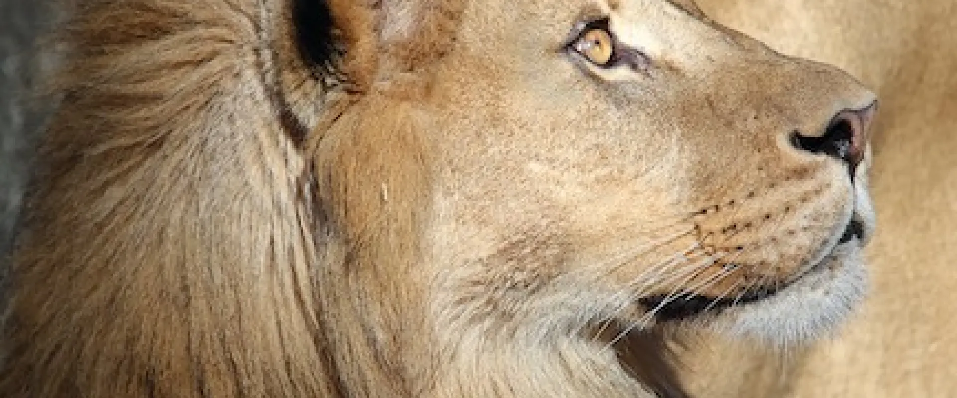 Profile of a large, male Lion with its piercing yellow eyes staring at something out of frame. Its rounded ears and large, fuzzy mane are visible against a rocky wall in the background.