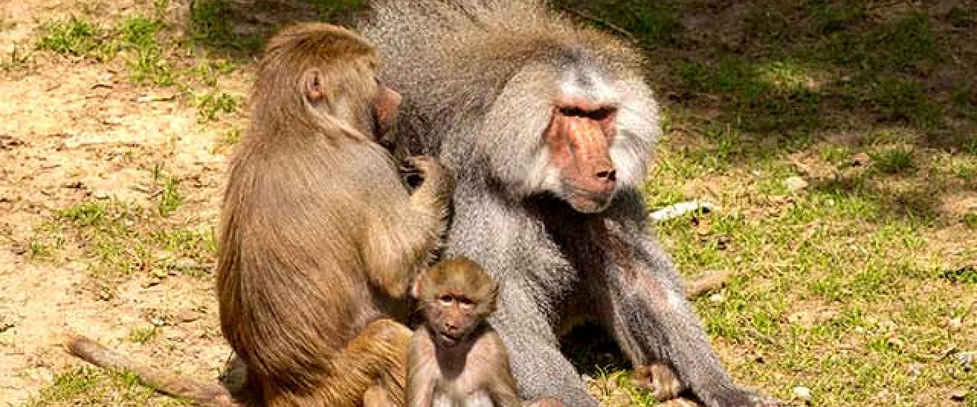 After Renovation and Redesign, the Baboon Habitat Reopens