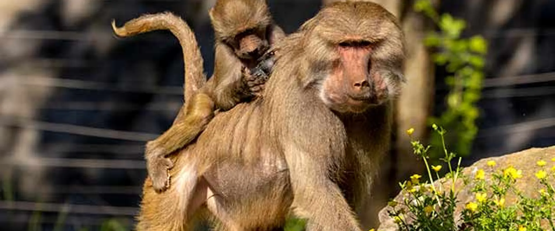 A female Baboon with shaggy brown fur, walks up a pile of medium sized rocks on all fours. There are small yellow flowers growing from in between the rocks. On her back is a small, fuzzy baby who is hanging on to her fur. There are trees and rocks in the background.