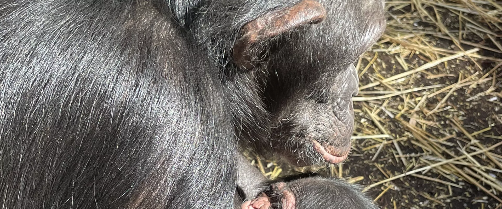Chimpanzee Makes His Debut at the North Carolina Zoo