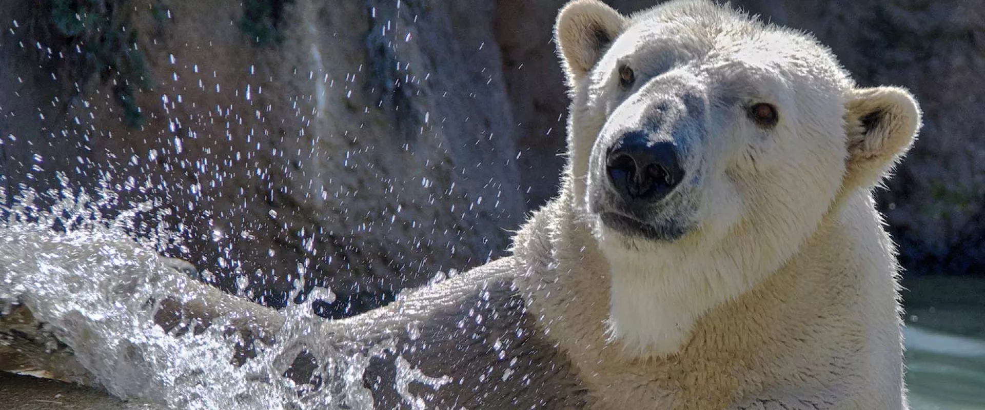 A zoomed in view of a Polar Bears face as it swims and splashes in the water near some large rocks.