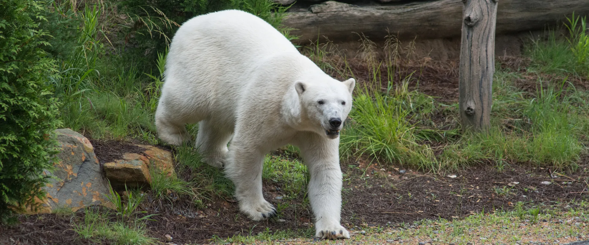 Payton's New Place - North Carolina Zoo Welcomes New Polar Bear