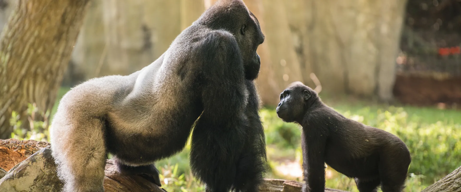 8 Fun Facts about Mosuba the Silverback Gorilla