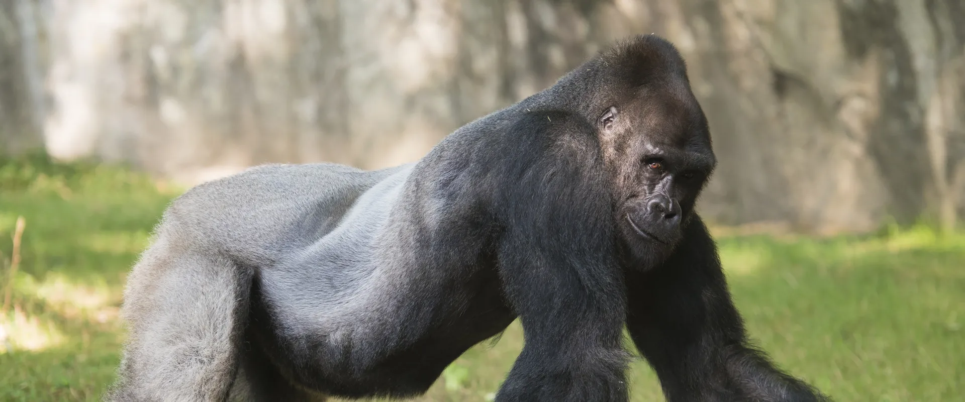 Zoo Research: Growing with Gorillas