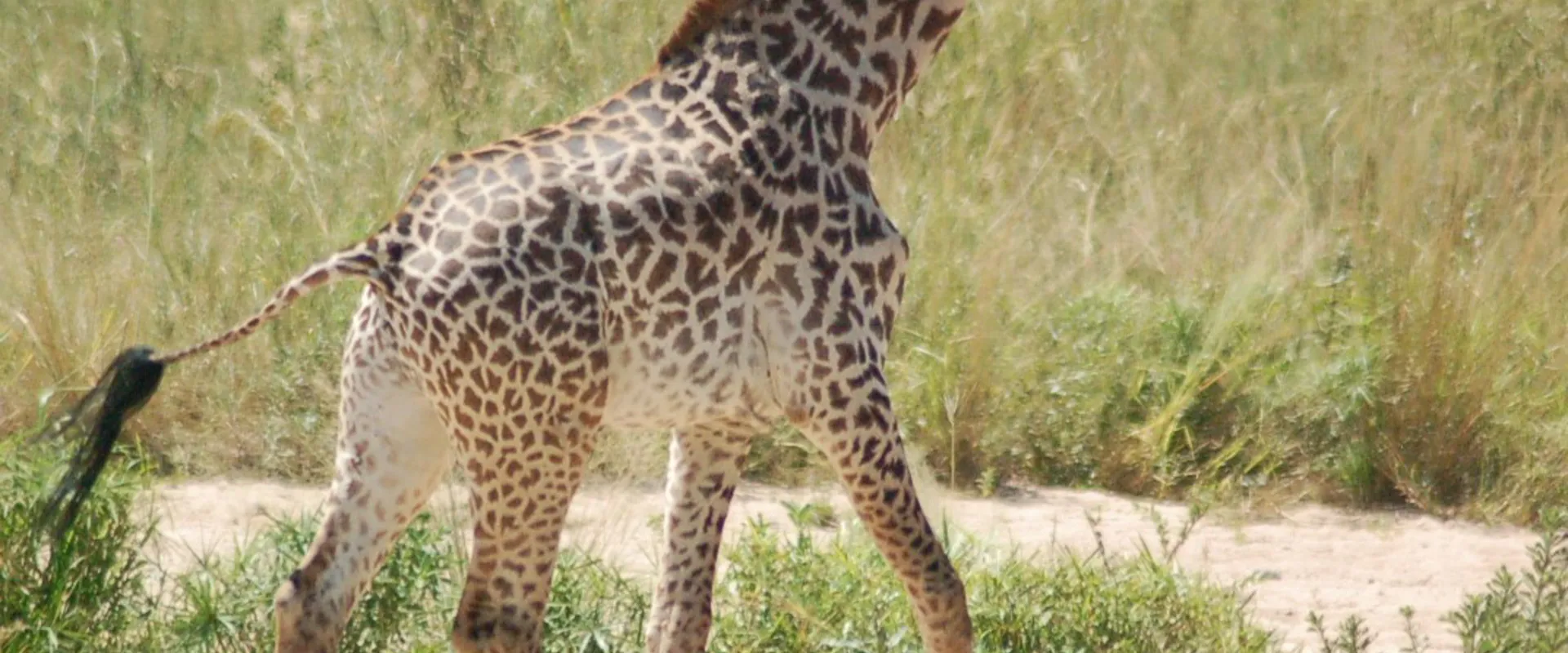 Seeing Spots: World Giraffe Day 2022