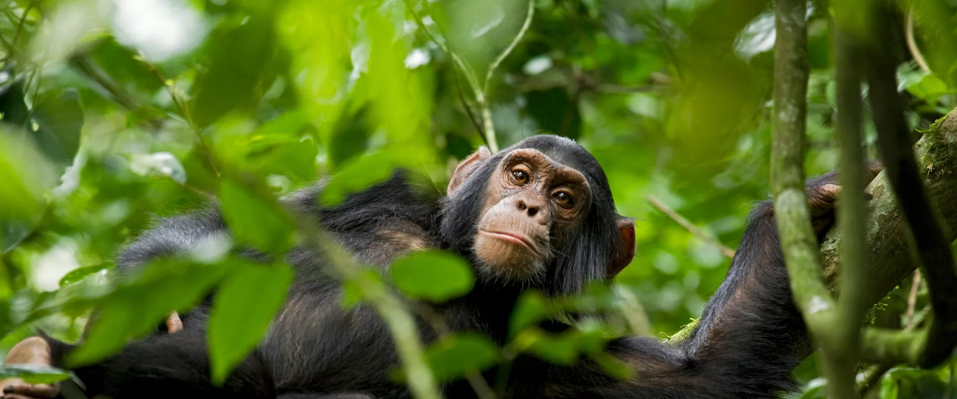 Protecting Chimpanzees from Snares