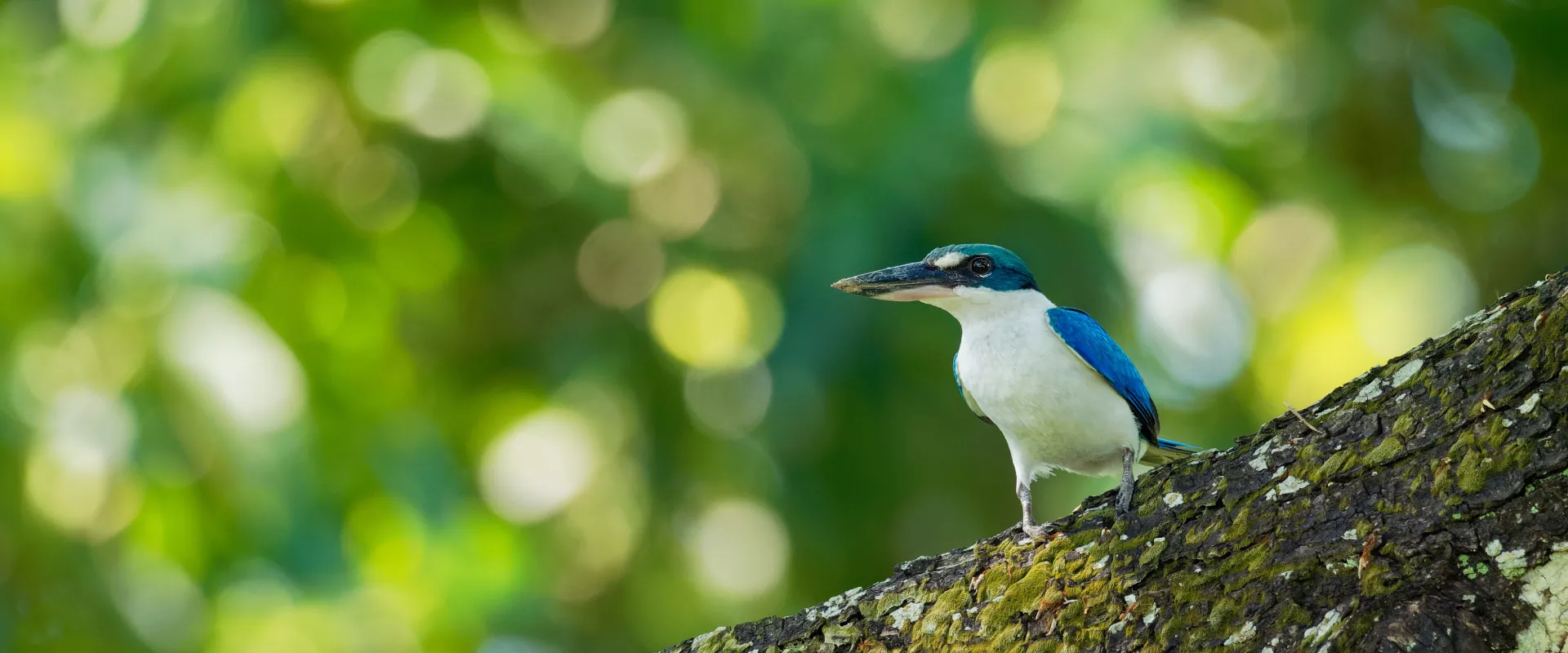 Creating Safe Havens for Endangered Pacific Birds