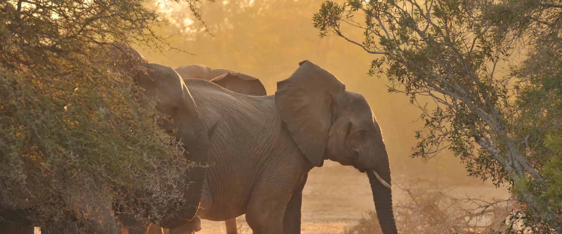 Our Long-Term Commitment to Elephant Conservation