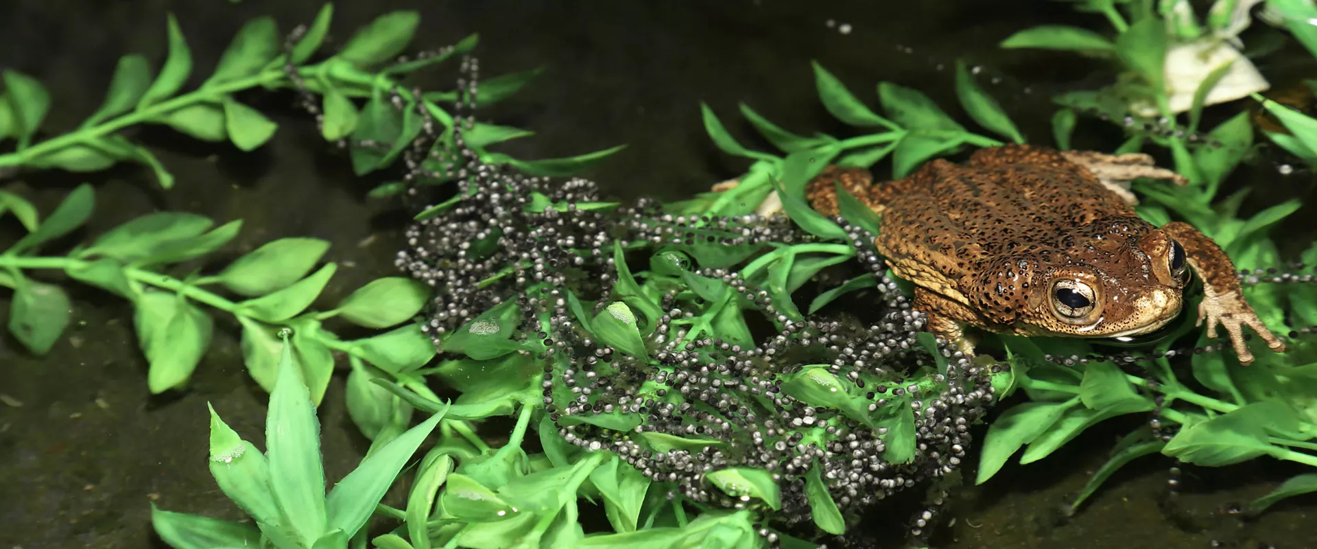 Giving Puerto Rican Crested Toads a Headstart