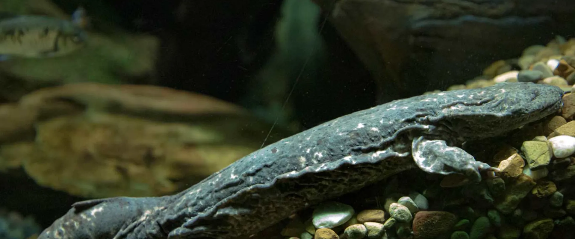 A mottled brown Hellbender salamander underneath the water nestled amongst the rocks on the river floor.