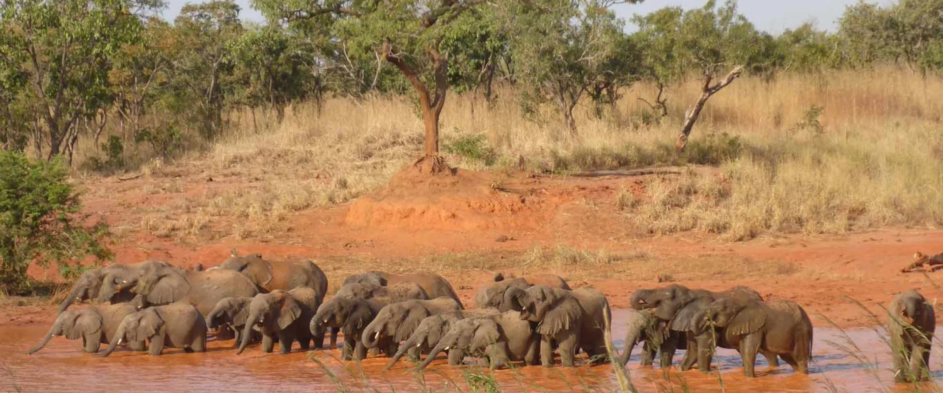 A large herd of wild Elephants walking in a line through a muddy, red lake. The lake is next to a small hill that is covered with red clay, trees and scrubby grass.