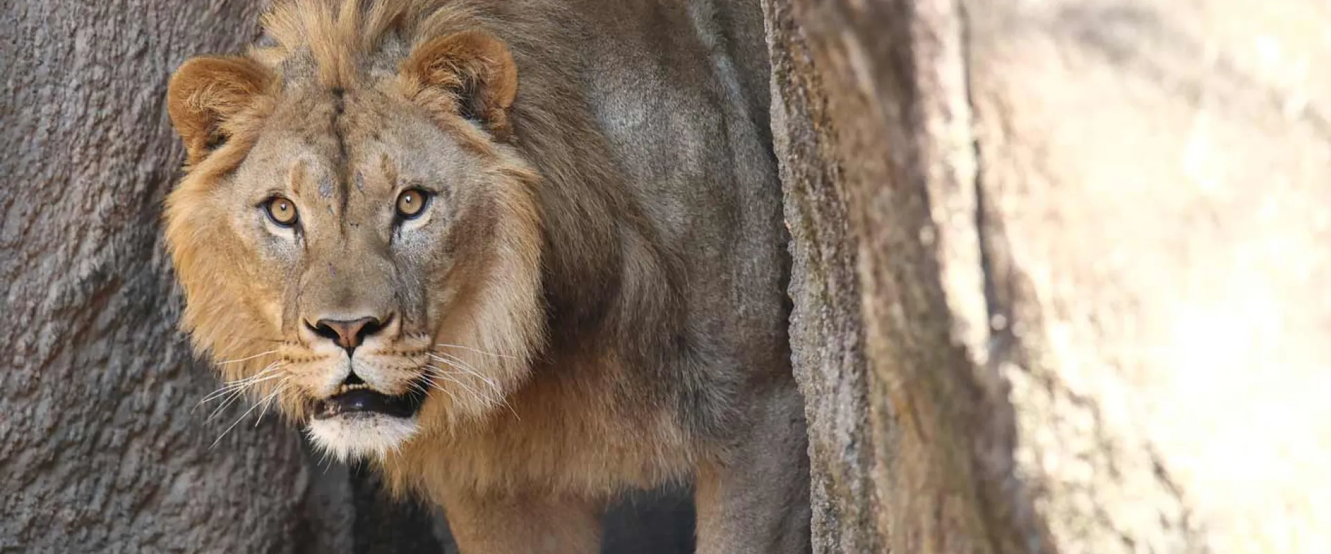 A light brown African Lion with a short mane peeking from around a large rock. His mouth is slightly open and his eyes are fixed on the viewer.