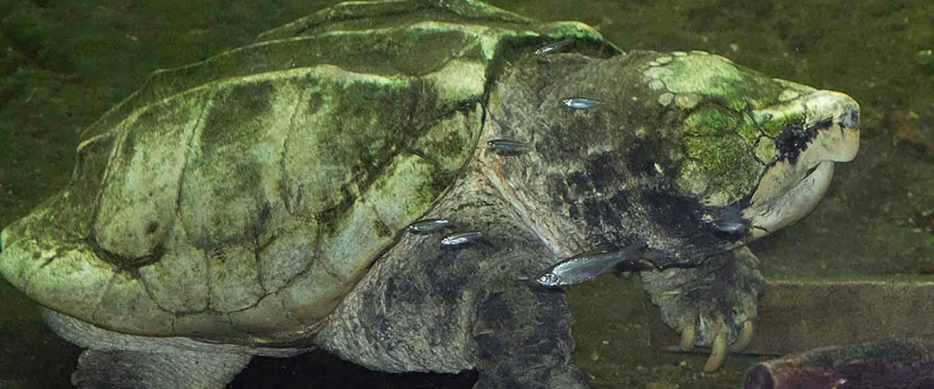 An Alligator Snapping Turtle with mottled green skin that is covered in dark green moss, swimming underwater over mossy rocks and a pile of submerged branches.