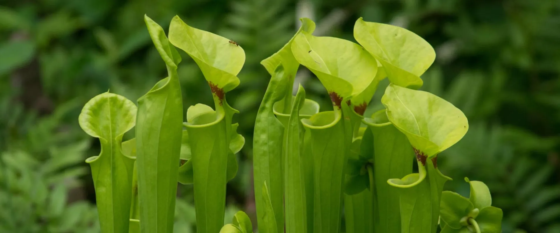 A close-up shot of a cluster of bright green pitcher plants, their tubular leaves reaching upwards. Many of the pitchers have open, cowl-like hoods, some with reddish veins visible inside. The plants are set against a softly blurred background of dark green foliage.