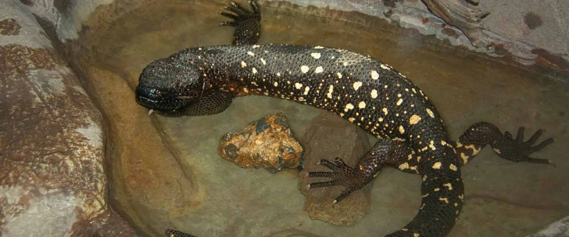 A Mexican Beaded Lizard resting in a small , rocky pool of water. Its body is slender, and dark brown with yellow spots all over.