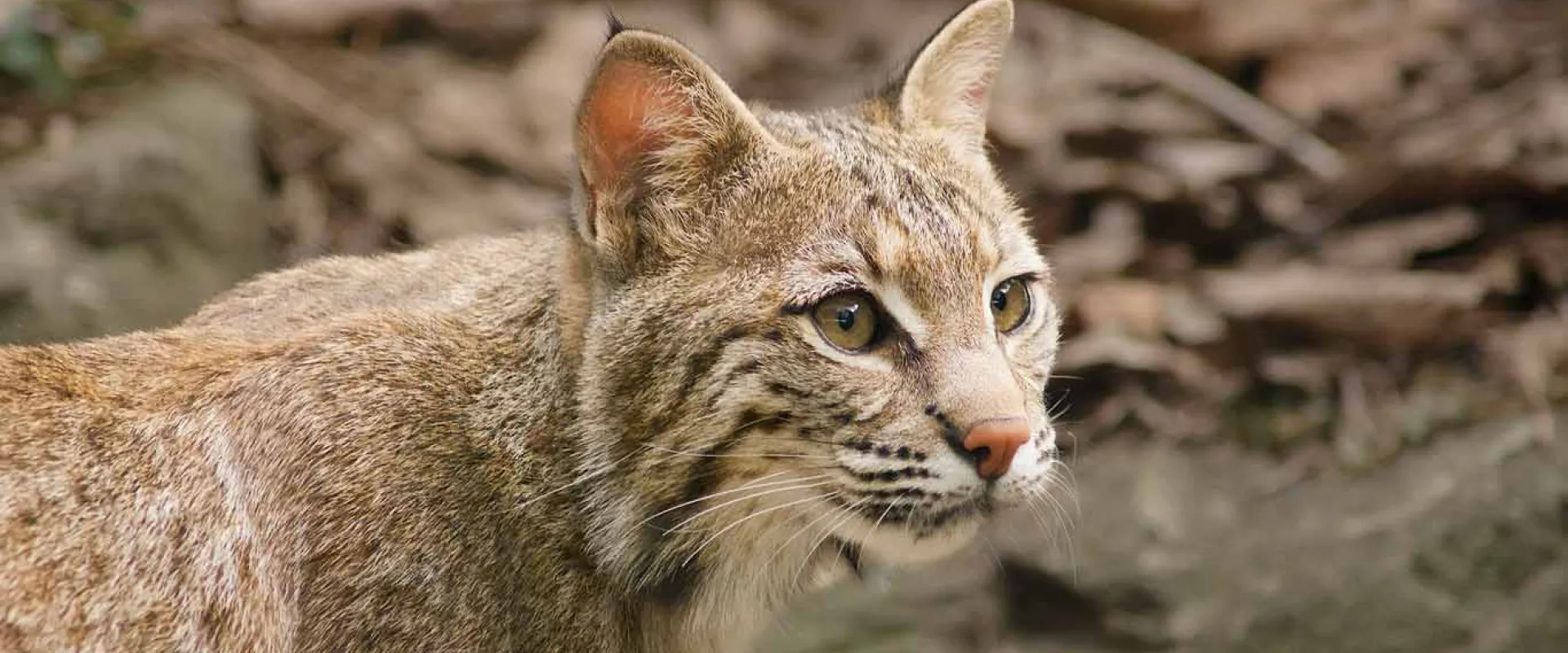 A Bobcat with tan fur that has distinctive brown markings and pointy ears stands looking intently to the right. There are leaves in the visible in the blurry background.