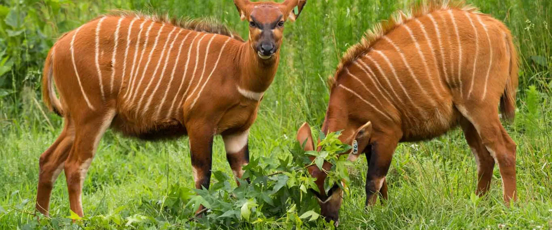 A female Bongo, displaying their rust colored brown bodies and white vertical stripe patterns, chewing grass out on the grassland. The one on the right has its head down, eating, as the one on the left stands looking at the viewer.