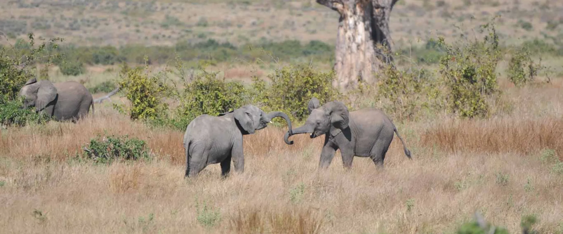A wide shot of an open savanna sprinkled with trees, shrubs and tall, brown grass. In the distance, three African Elephants can be seen grazing and socializing.